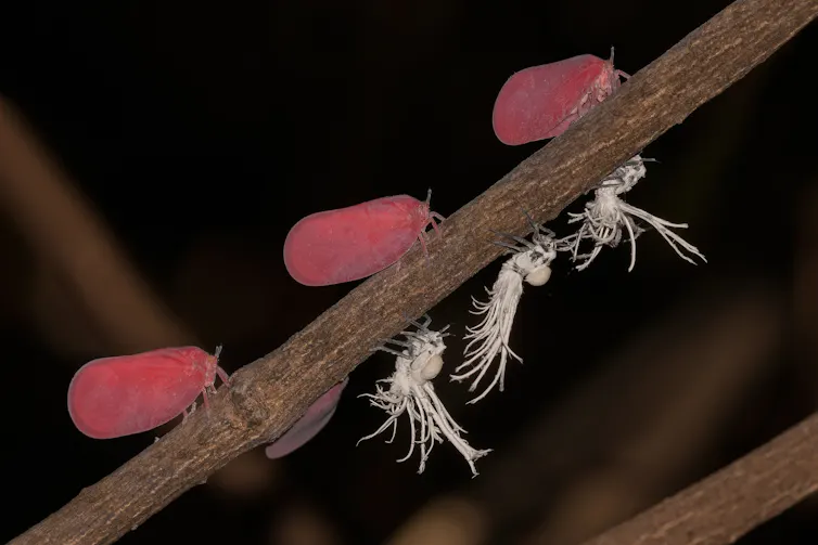 A brown stick with three red moth-like insects on top and three white insects underneath.