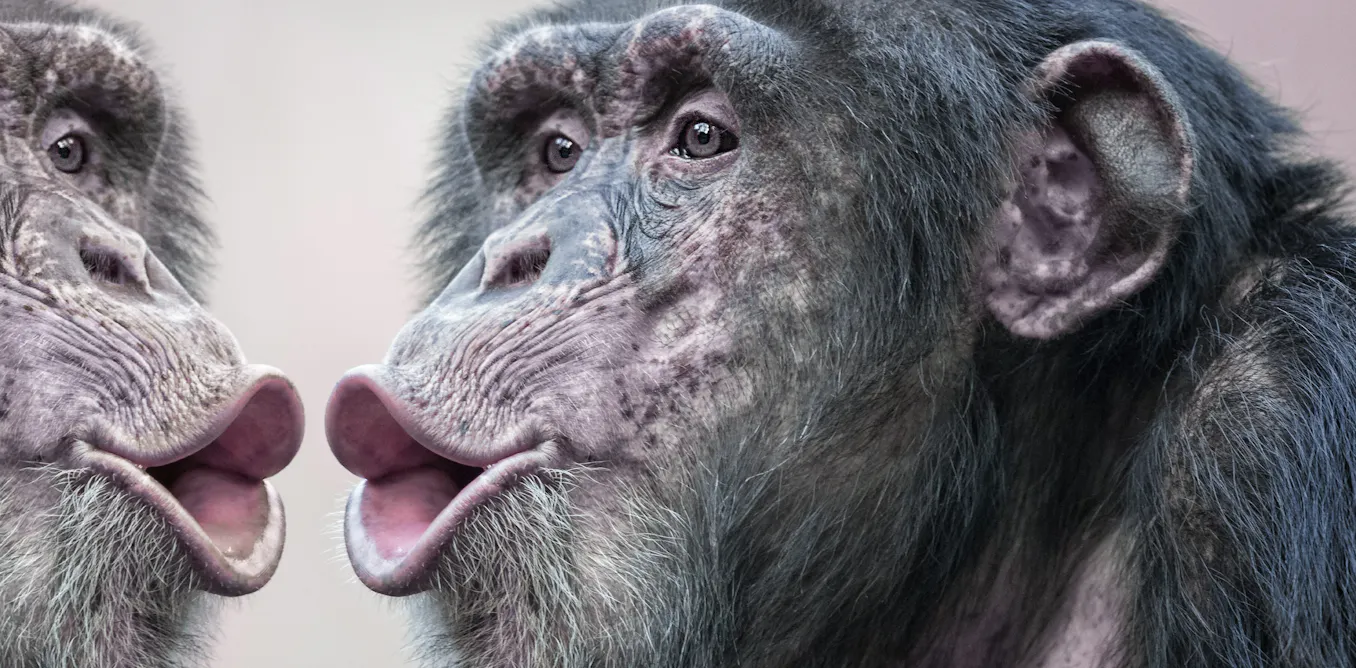 Por qué los simios no podrán nunca hablar como los humanos: una cuestión de narices