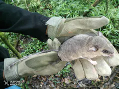 Two hands with gloves hold a big grey rat, the size of a man's hand.