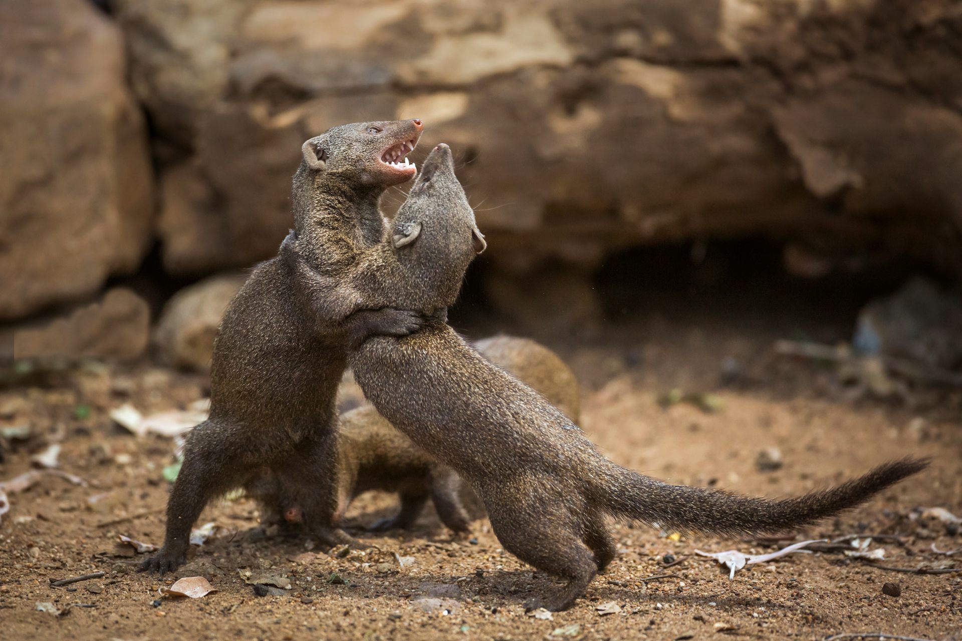 Two dwarf mongooses wrestling standing on their hind legs.