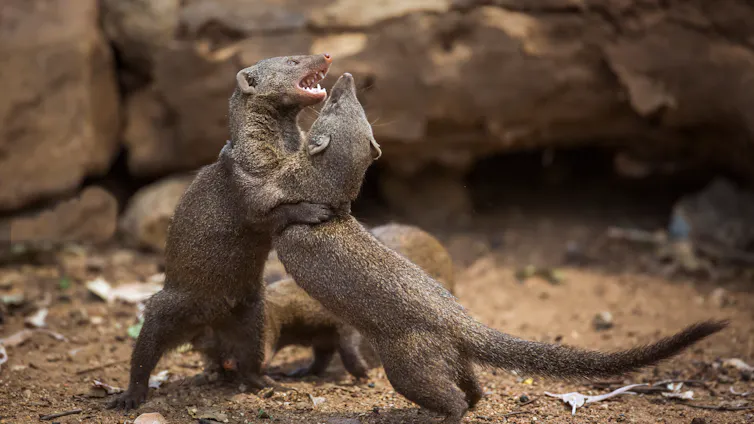 Two dwarf mongooses wrestling standing on their hind legs.