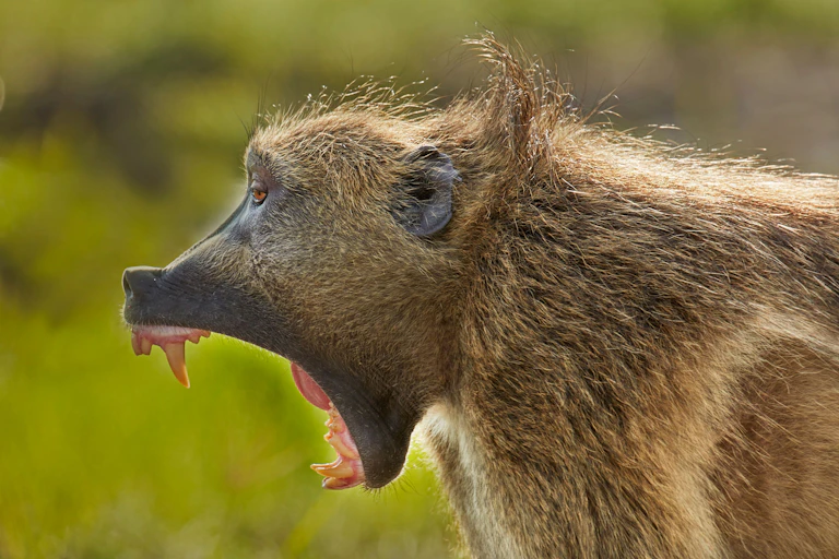 Profile of baboon exposing teeth with jaw open