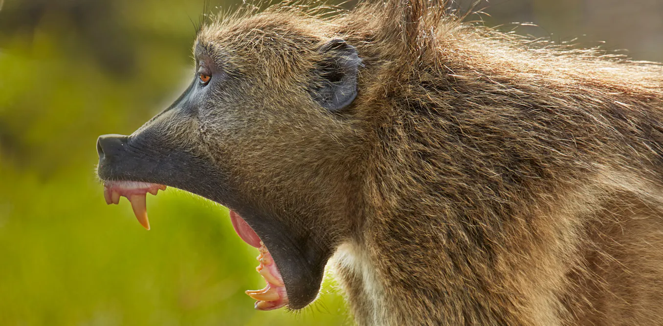 How animals prepare for war How animals prepare for war