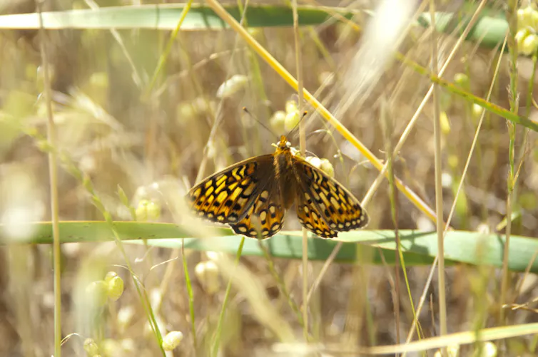 A butterfly with yellow and orange markings against a background of blurred green and yellow plant stalks