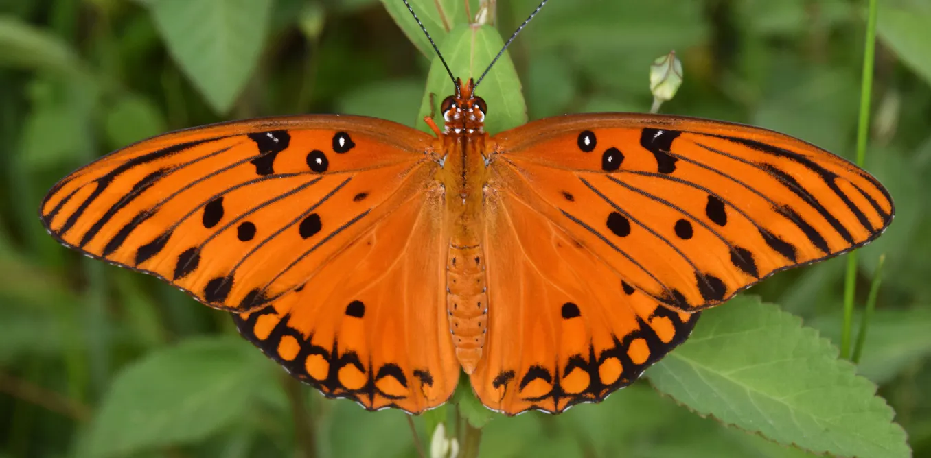 Some tropical butterflies live surprisingly long lives. Is it their high-protein diet? Some tropical butterflies live surprisingly long lives. Is it their high-protein diet?