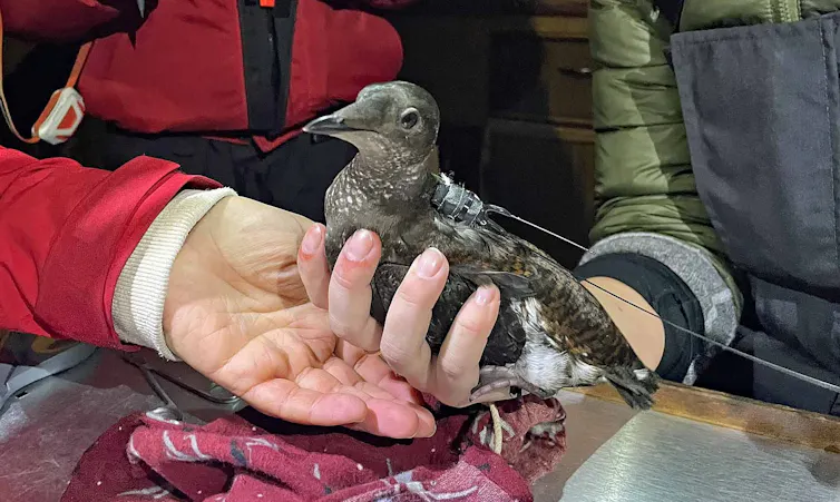A bird sits in the hands of a researcher.