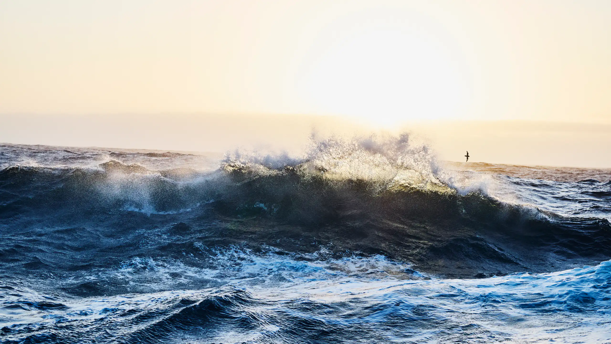 ocean wave breaking out at sea, strong sunlight behind.