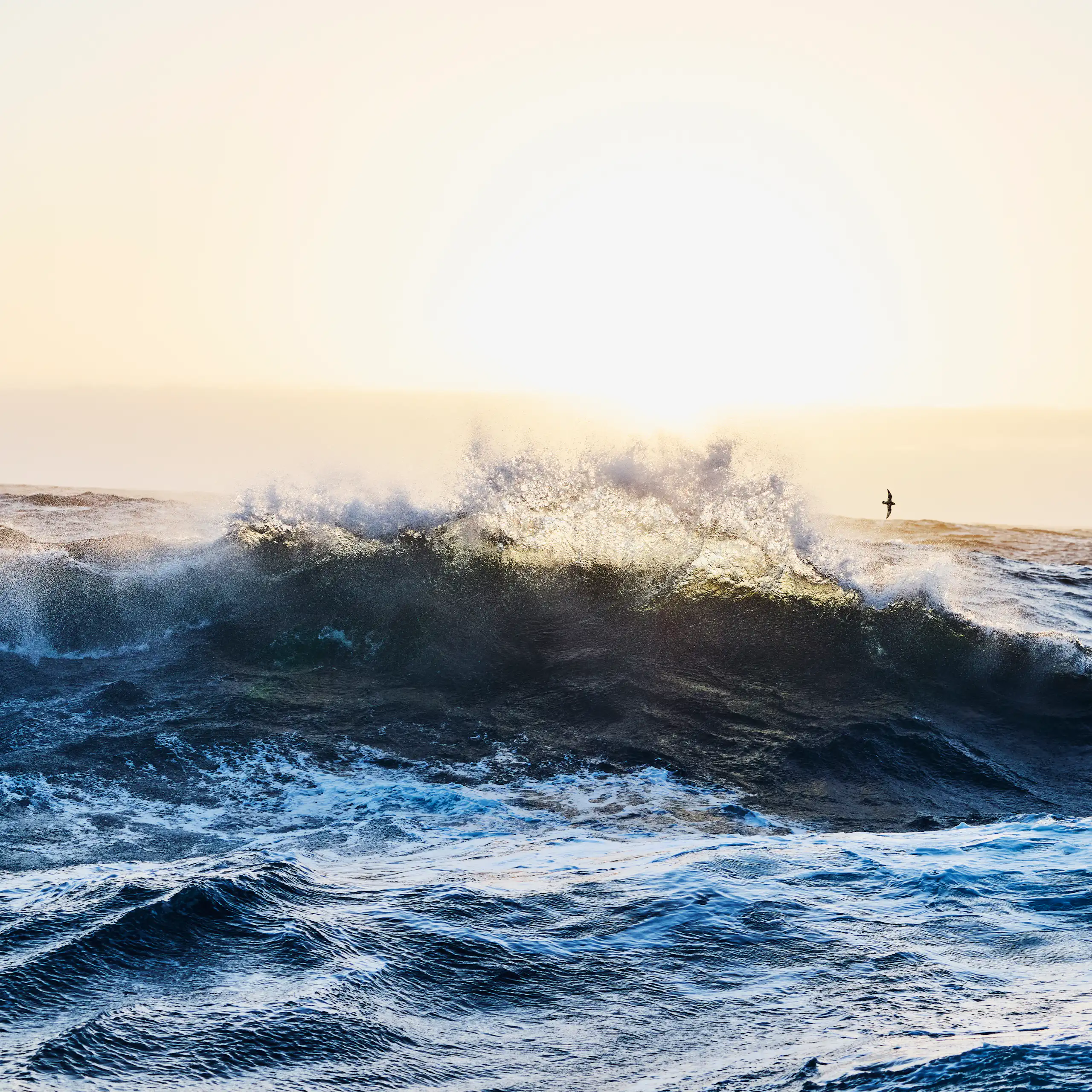 ocean wave breaking out at sea, strong sunlight behind.