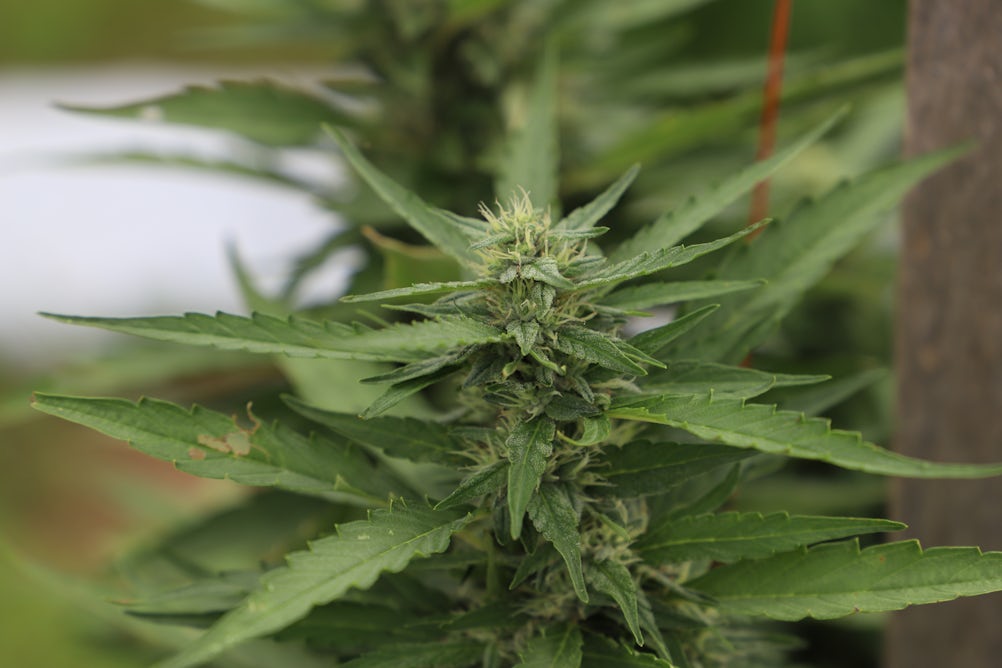 theconversation.com - Alistair Clulow - Is hemp a thirsty crop? New research measures just how much water cannabis farming can use
