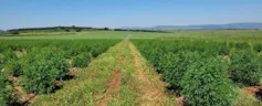 A large field of hemp plants with a path mown through the middle