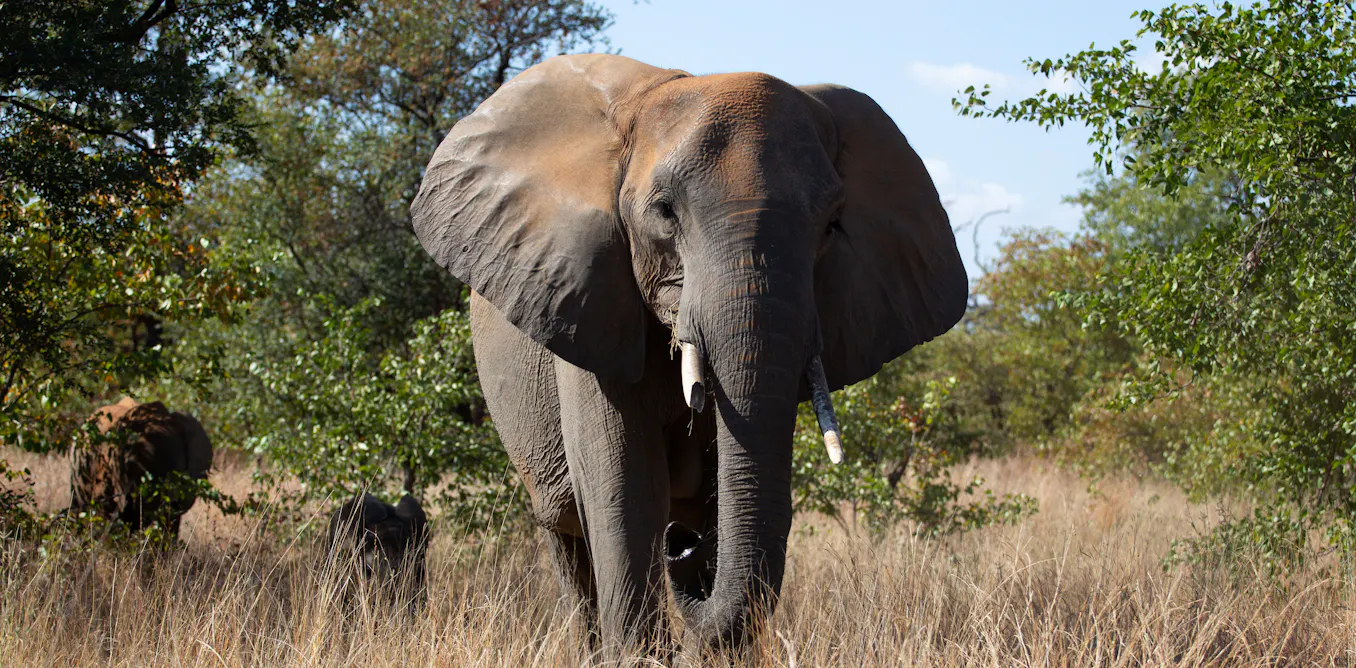What happens to elephants that stray from Kruger Park? South African policy needs a rewrite What happens to elephants that stray from Kruger Park? South African policy needs a rewrite
