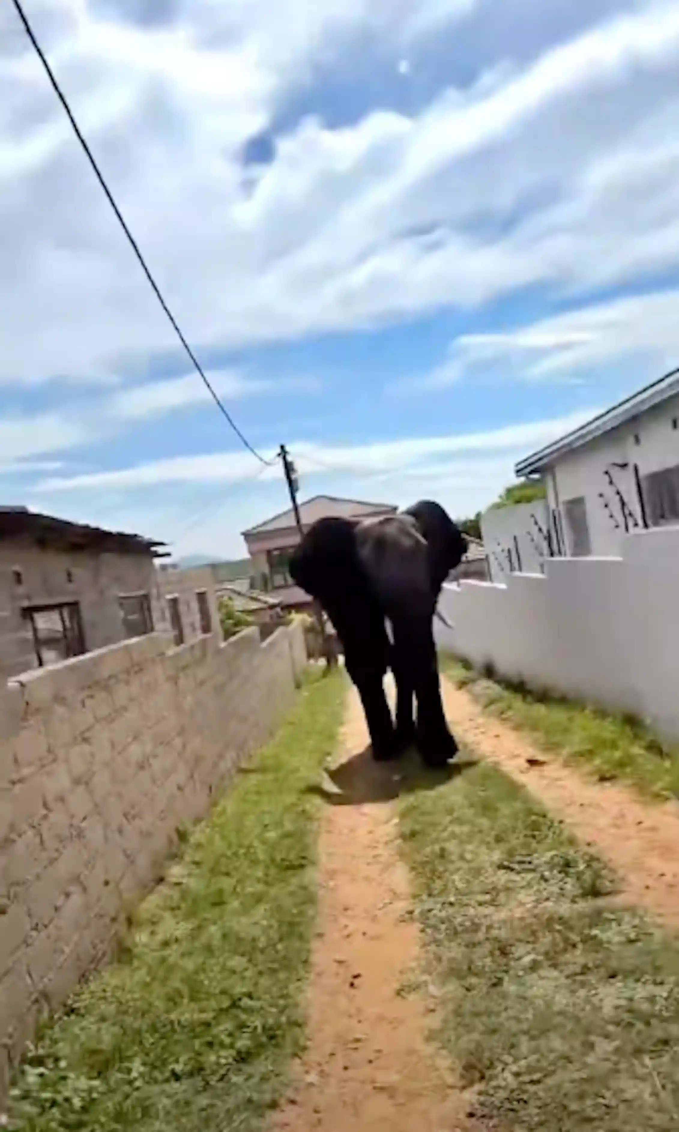 An elephant walks down a track between two houses with high walls