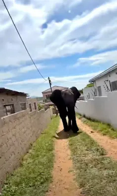 An elephant walks down a track between two houses with high walls