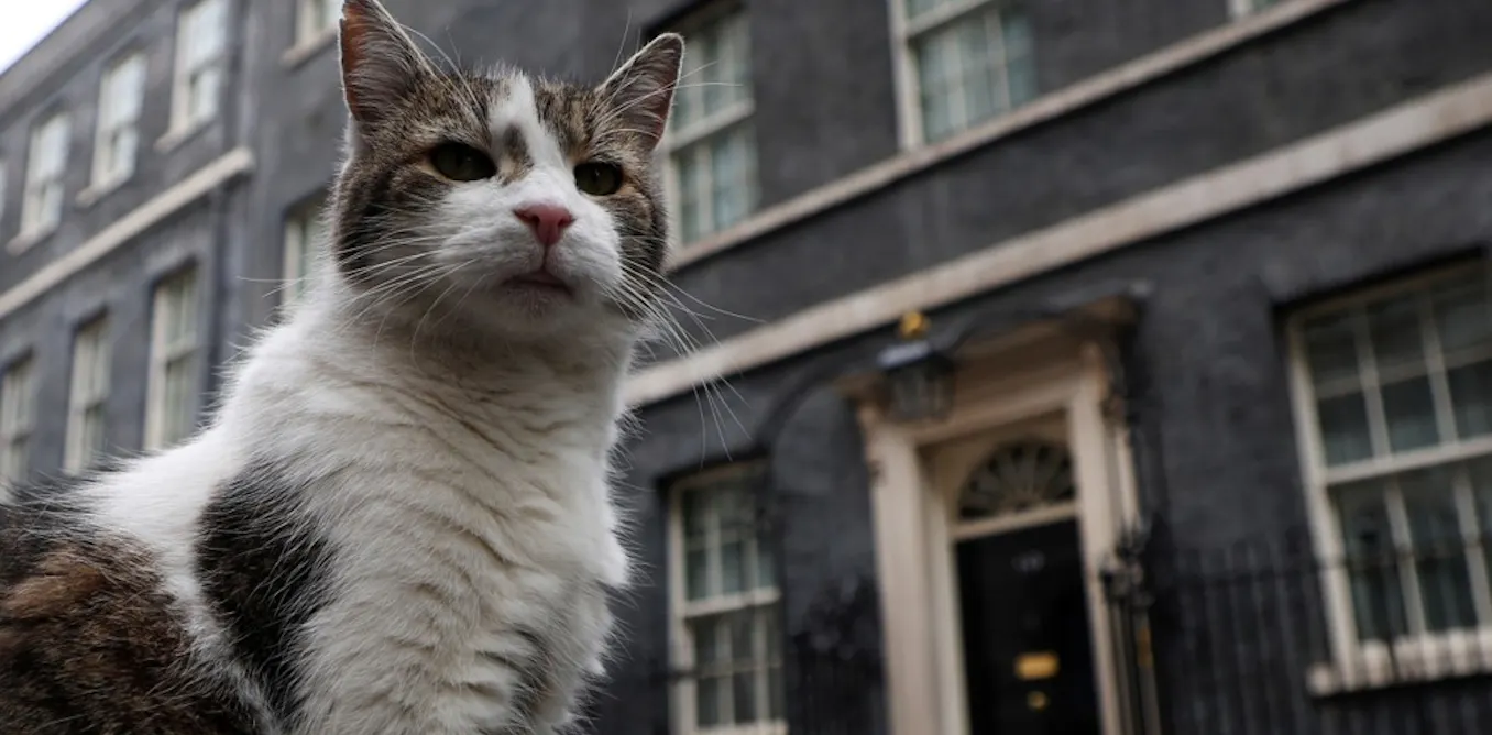 As Larry the cat welcomes yet another prime minister, an expert explains how pets adapt to change As Larry the cat welcomes yet another prime minister, an expert explains how pets adapt to change