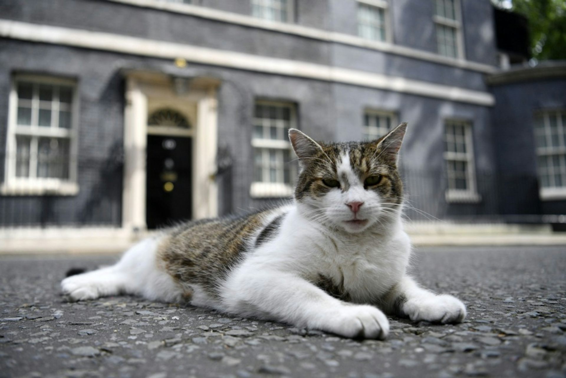 Cat lounges on pavement outside No 10