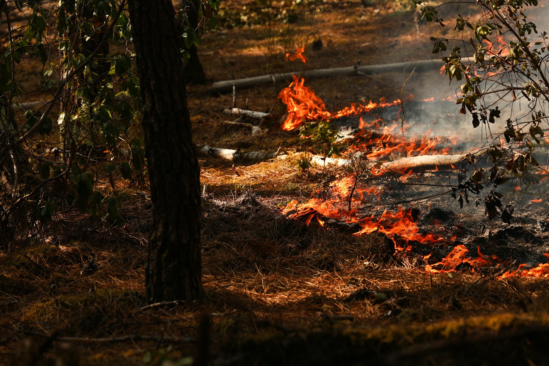 Feux de forêt : quels sont les facteurs qui influencent le plus leur comportement ?
