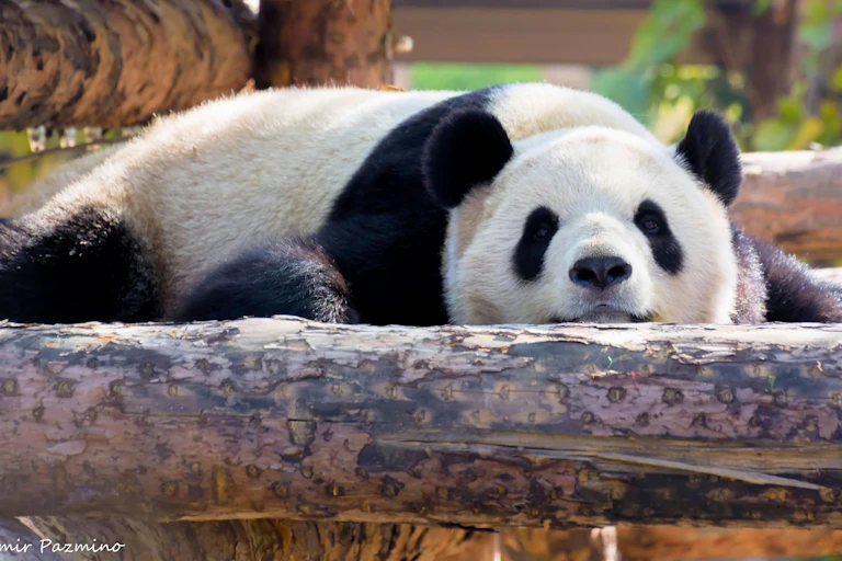 Un panda allongé.