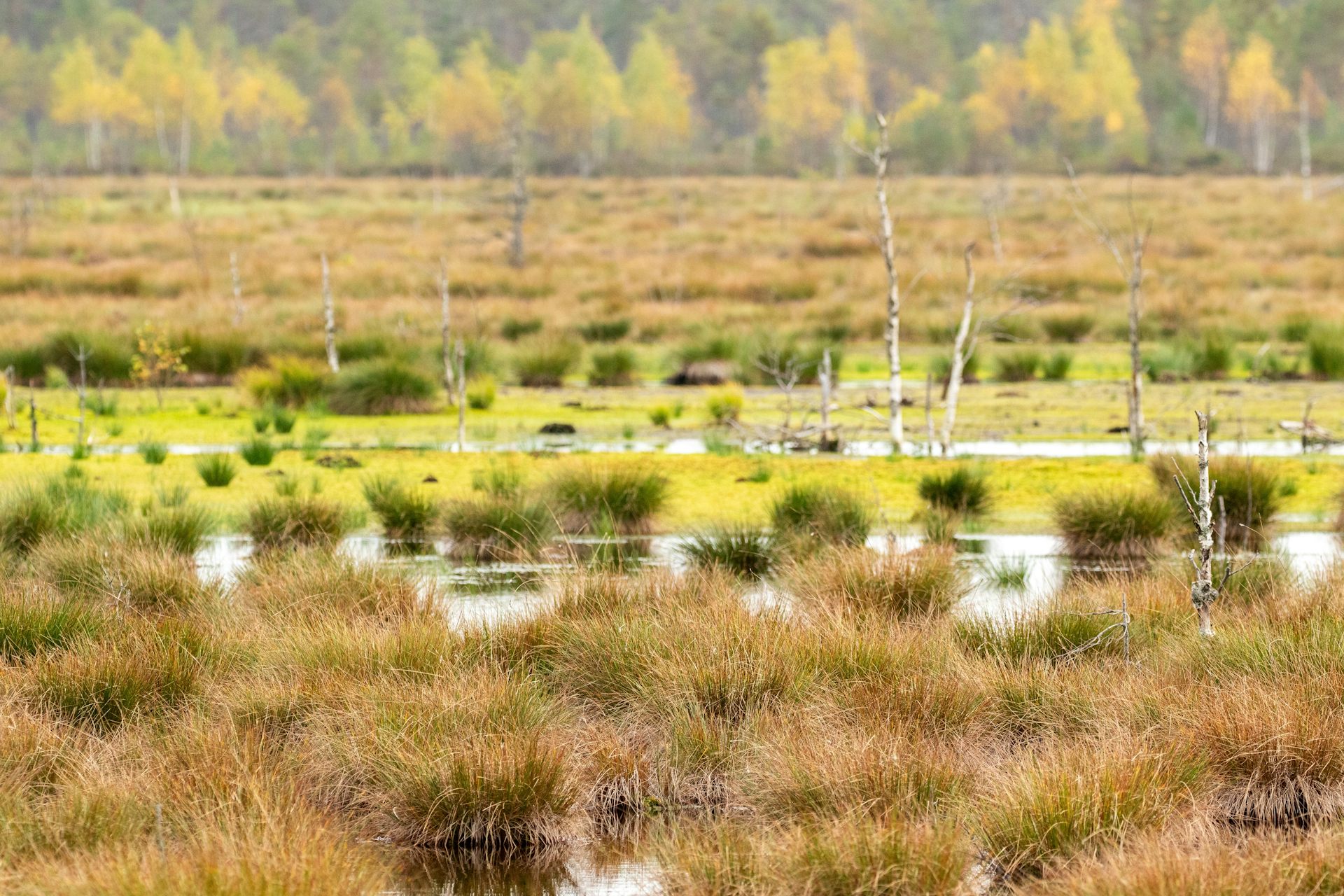 wet boggy peatland, green grasses