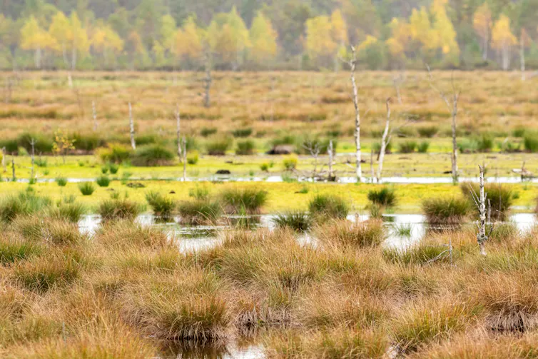 wet boggy peatland, green grasses