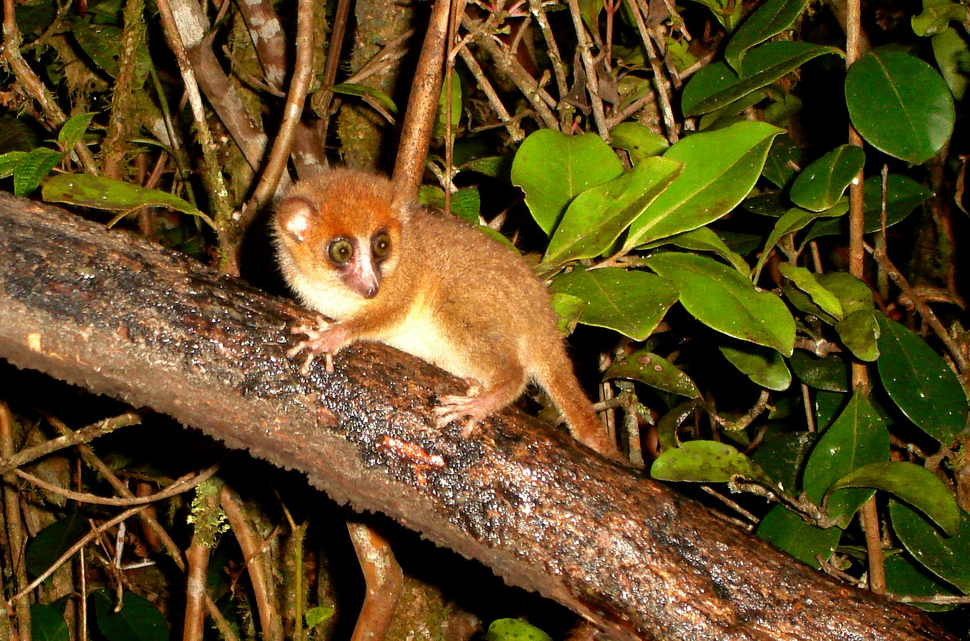 Invasive rats are stopping small mammals from returning to Madagascar’s regenerating forests – study