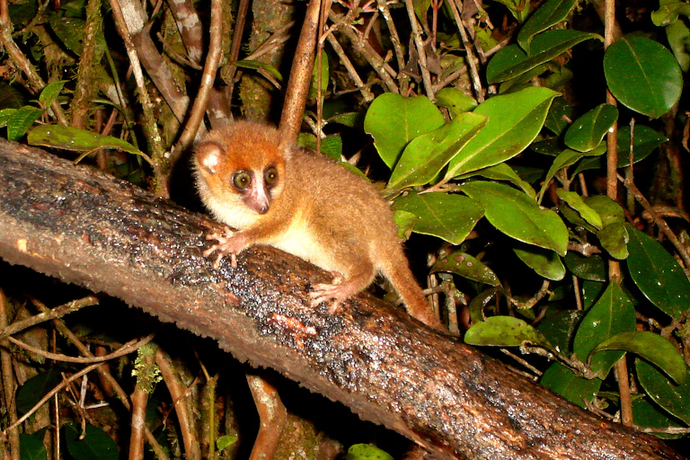 A small brown animal - a tiny lemur - with big eyes and a long tail, on a branch