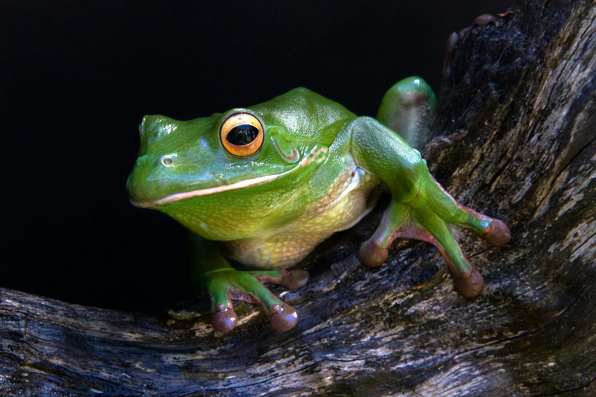 We can help frogs beat a deadly disease. But can they still reproduce?