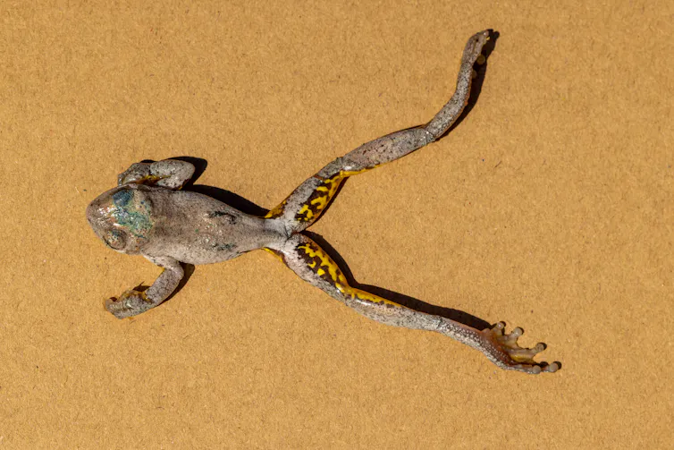 A dead Peron's tree frog lies on the sand with its legs splayed out.