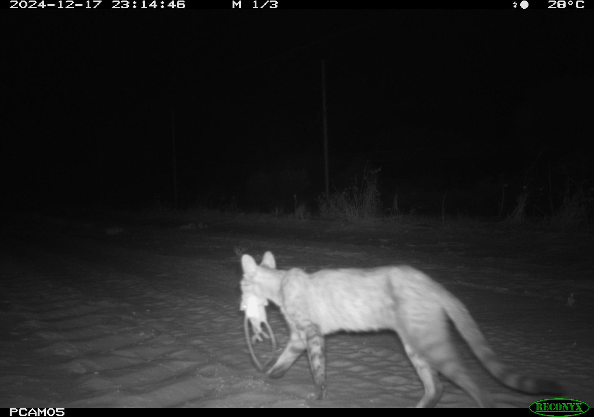 Feral cats likely kill far more Australian native animals than we thought: first DNA analysis