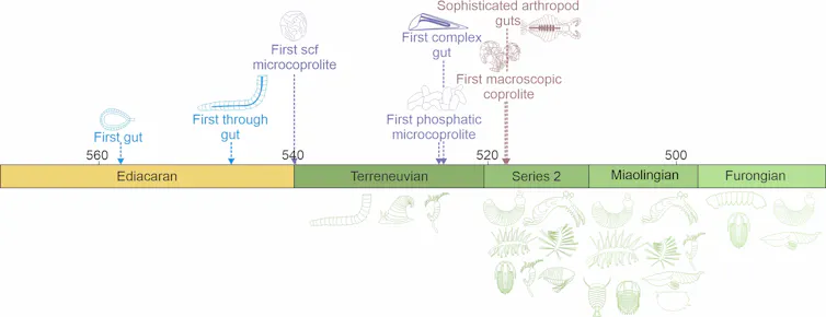 Timeline showing the evolution of poo.