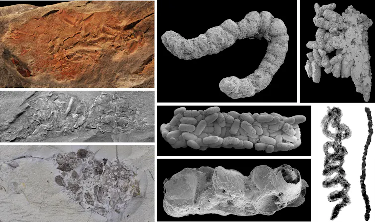 Fossilised excrement