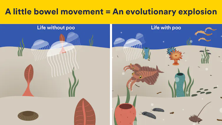 Illustrations of bare seabed and one filled with life.