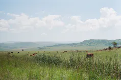 Some rolling hills and grasslands.