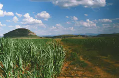 A dirt road leading up to a small mountain with crops growing alongside the road