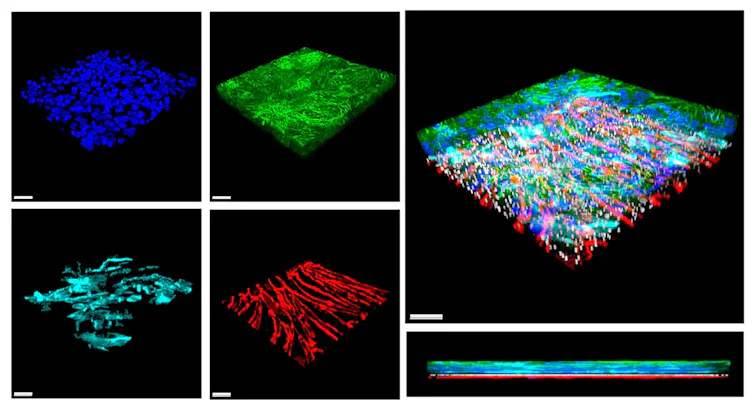 Tricapa de células cardíacas que componen el corazón en un chip: cardiomiocitos, en verde; fibroblastos cardíacos, en turquesa; y células endoteliales, en rojo.