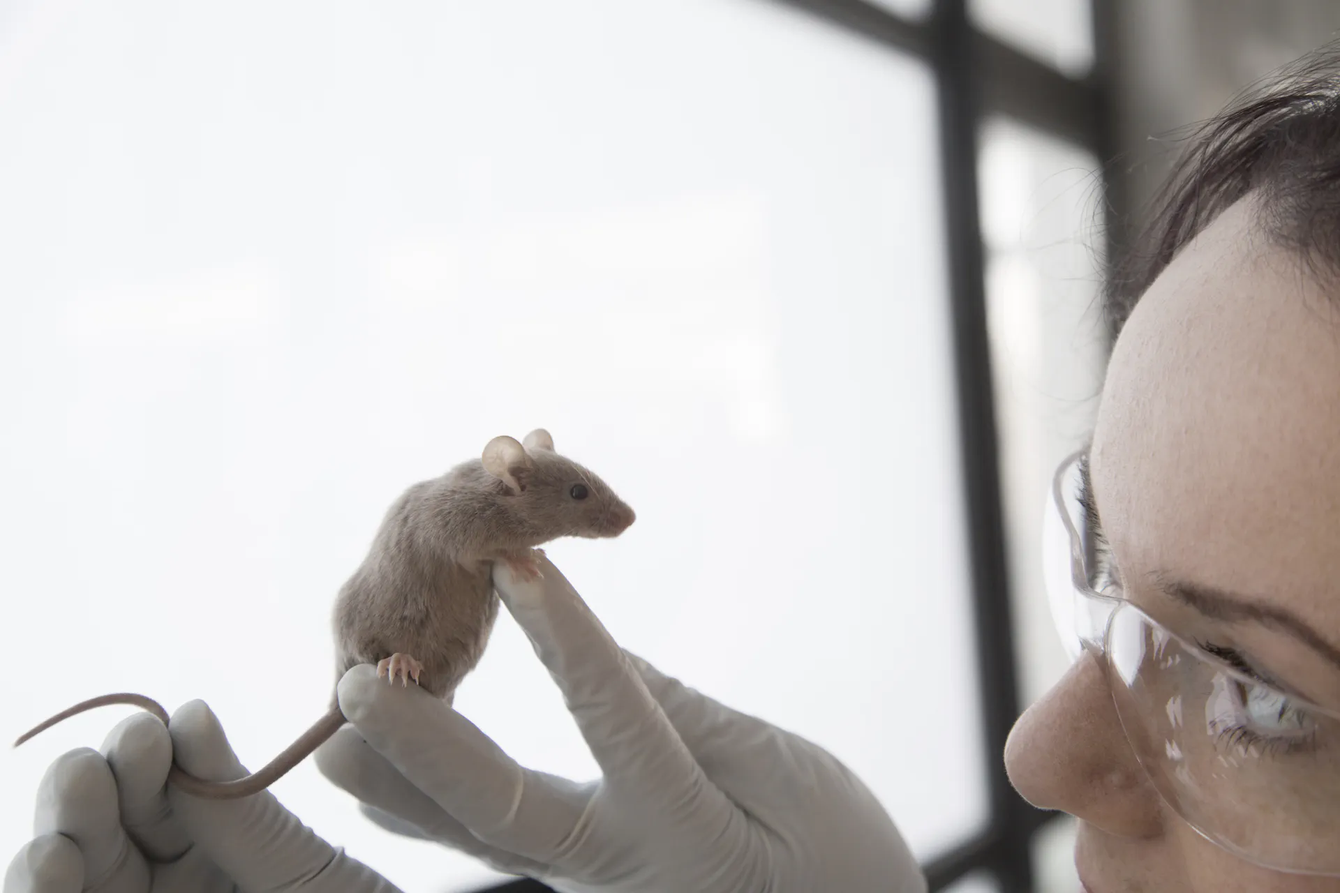 Person wearing protective glasses and nitrile gloves holding up a mice to examine