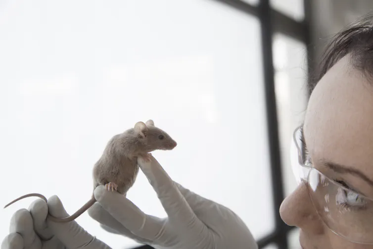 Person wearing protective glasses and nitrile gloves holding up a mice to examine
