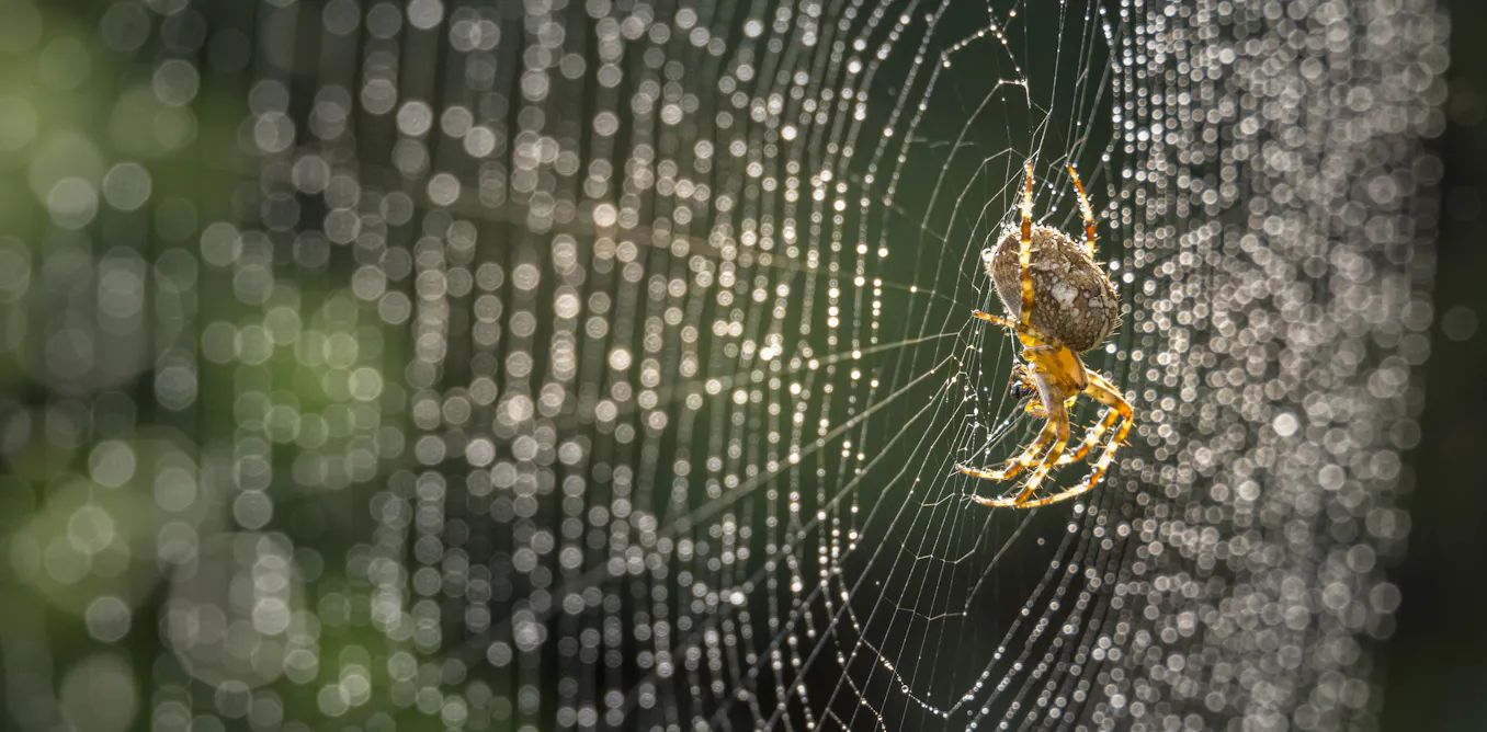 Producing spider silk is a biological feat – scientists are using it to develop materials for drug delivery and wound care Producing spider silk is a biological feat – scientists are using it to develop materials for drug delivery and wound care