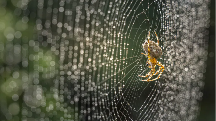 A spider on an intricate spider web.