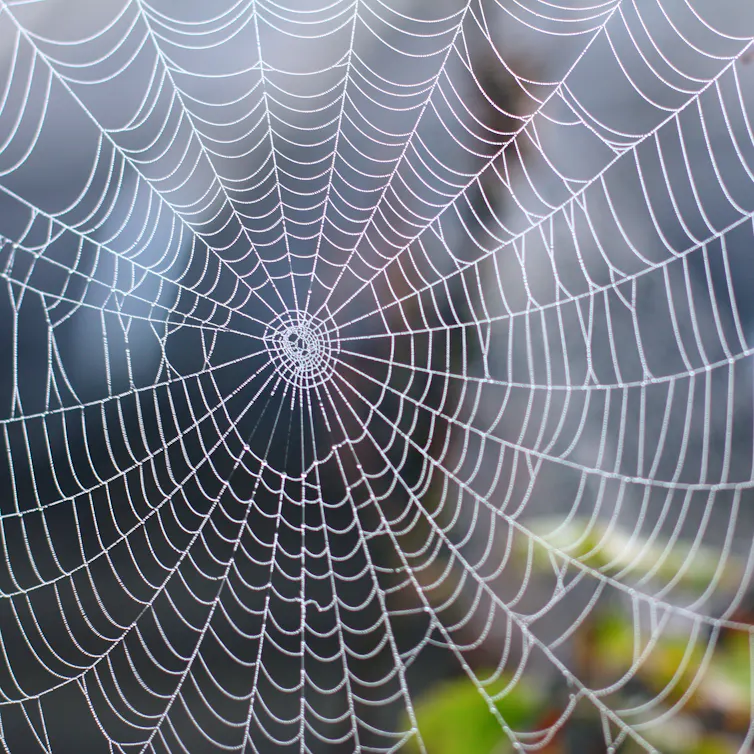 A spider web hanging in a forest