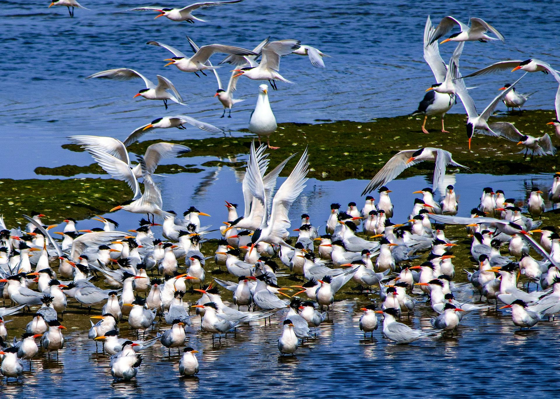 The warning signs are over: Australia now faces a devastating bird flu outbreak in wildlife