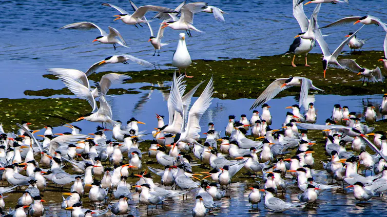 A group of crested terns in shallow water.