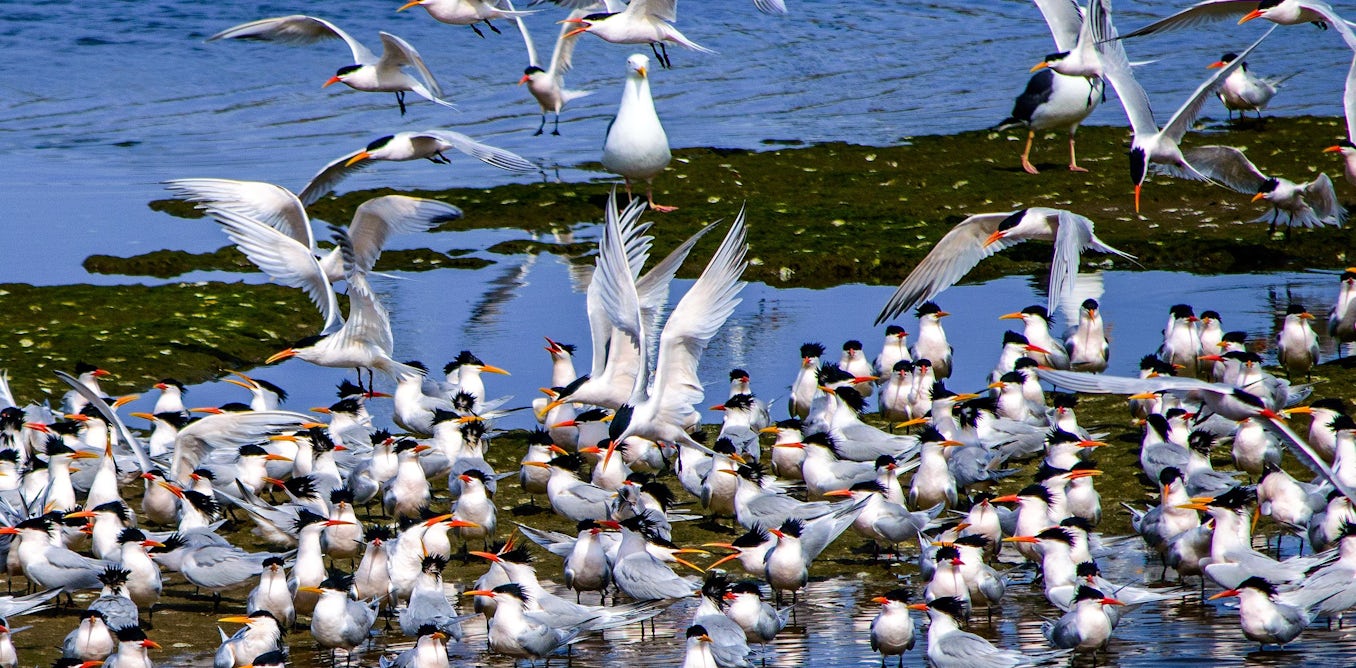 Photo: theconversation.com CSIRO Sequences Samples as Australia Faces Worsening Bird Flu Outbreak