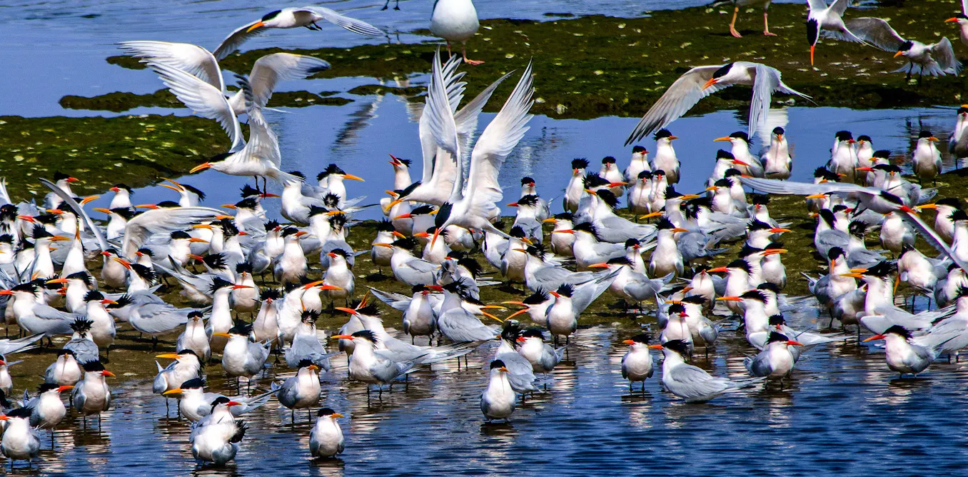 EduWireDaily — The warning signs are over: Australia now faces a devastating bird flu outbreak in wildlife