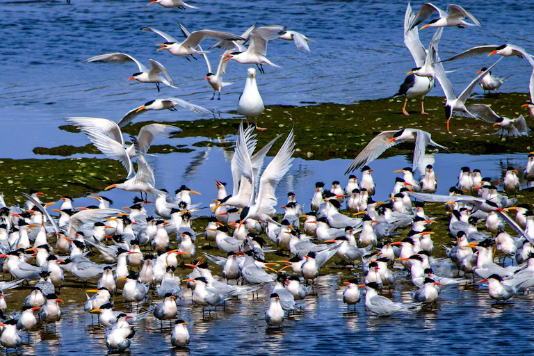 A group of crested terns in shallow water.