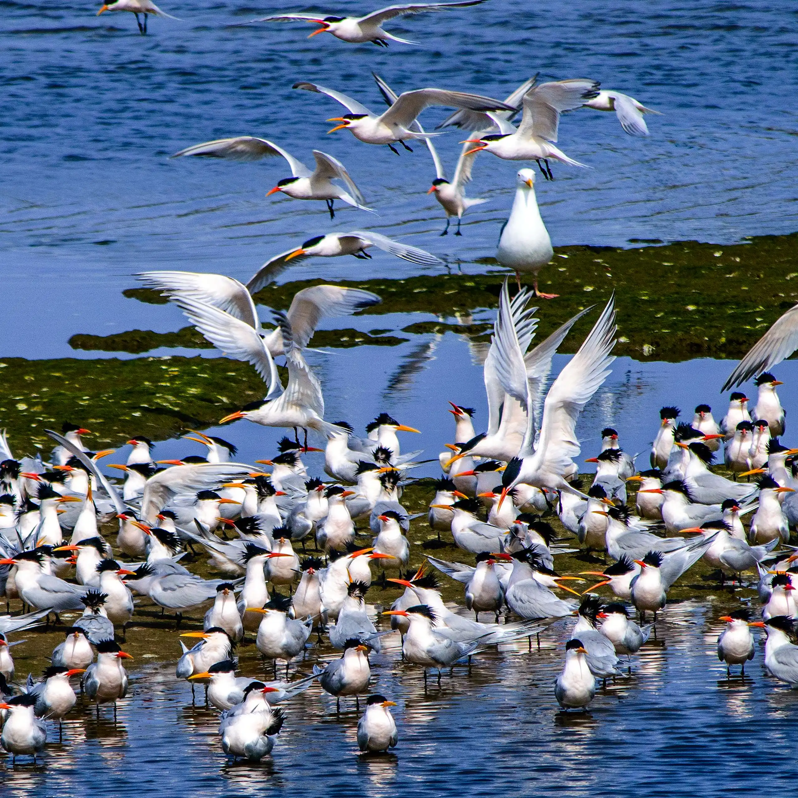 A group of crested terns in shallow water.