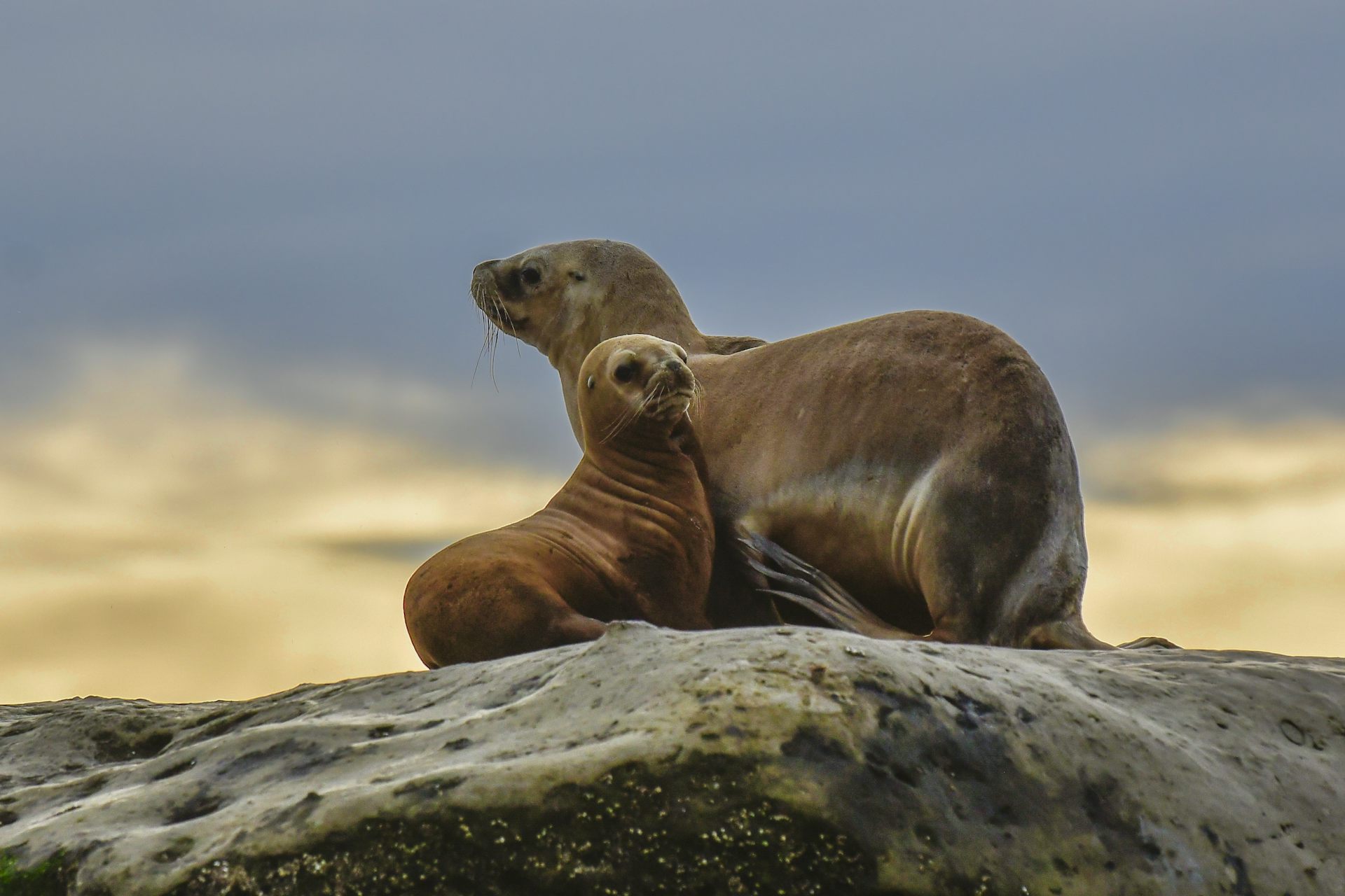 Bird flu decimated South America’s marine mammals. What can Australia do differently?