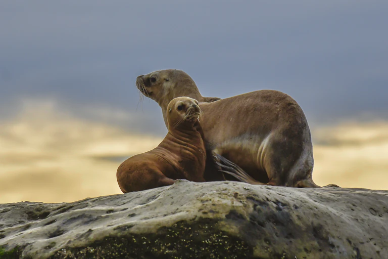 Two South American sea lions from Argentina.