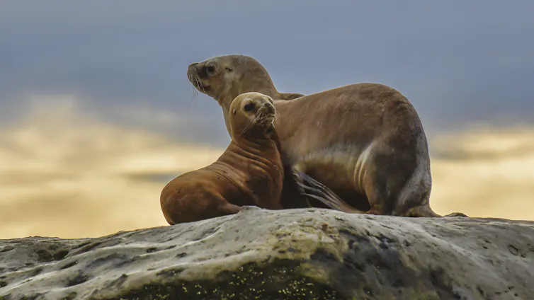 Two South American sea lions from Argentina.