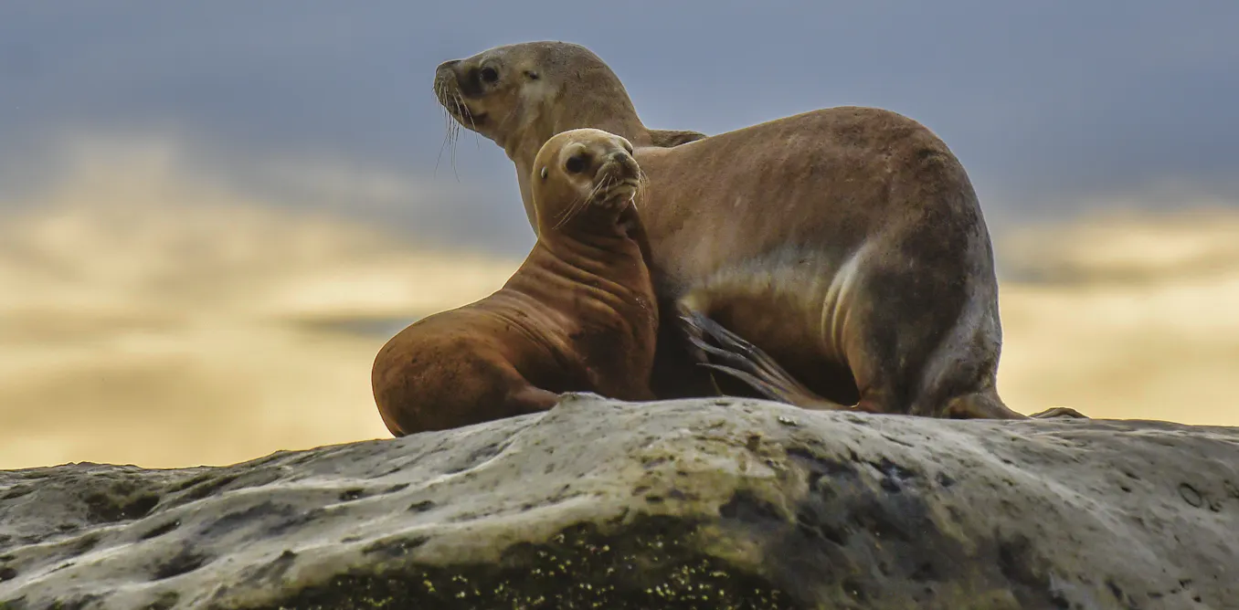 Bird flu decimated South America’s marine mammals. What can Australia do differently? Bird flu decimated South America’s marine mammals. What can Australia do differently?