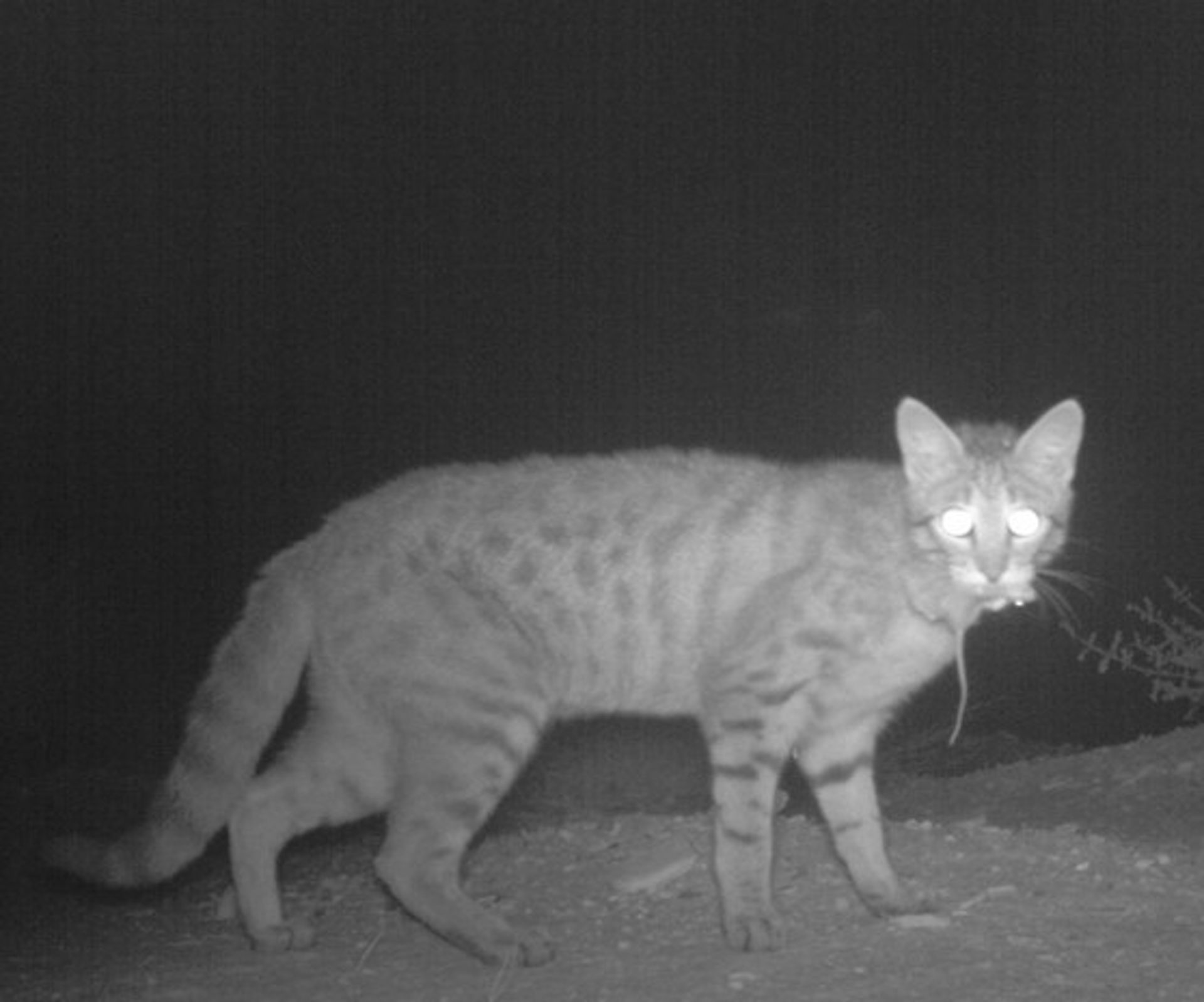 A feral cat with a native mammal in its mouth.